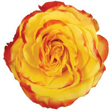 Load image into Gallery viewer, High and Yellow Bi-Color Yellow Roses Wholesale - 48LongStems.com
