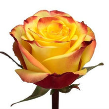 Load image into Gallery viewer, High and Yellow Bi-Color Yellow Roses Wholesale - 48LongStems.com
