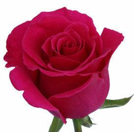 Hot Lady Pink Roses Wholesale - 48LongStems.com