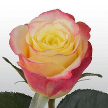 Load image into Gallery viewer, Hot Merengue Bi-Color Yellow Roses Wholesale - 48LongStems.com
