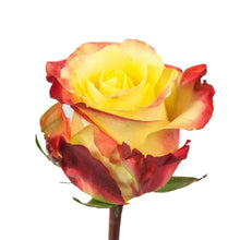 Load image into Gallery viewer, Hot Merengue Bi-Color Yellow Roses Wholesale - 48LongStems.com
