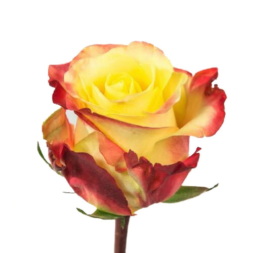 Hot Merengue Bi-Color Yellow Roses Wholesale - 48LongStems.com