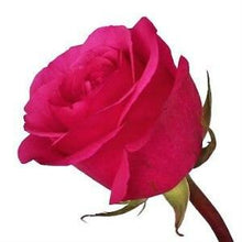 Load image into Gallery viewer, Hot Party Pink Roses Wholesale - 48LongStems.com
