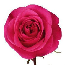Load image into Gallery viewer, Hot Party Pink Roses Wholesale - 48LongStems.com
