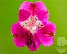 Load image into Gallery viewer, Hot Pink Alstroemeria - 48LongStems.com
