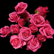 Load image into Gallery viewer, Hot Pink Follies Hot Pink Spray Roses - 40cm - 48LongStems.com
