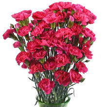 Load image into Gallery viewer, Hot Pink Mini Carnations - 48LongStems.com
