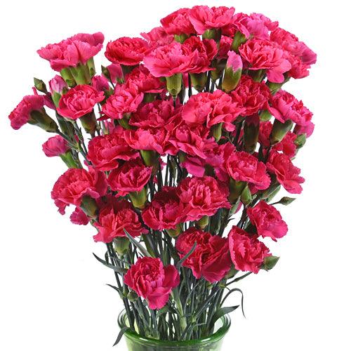 Hot Pink Mini Carnations - 48LongStems.com