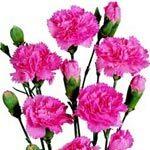 Load image into Gallery viewer, Hot Pink Mini Carnations - 48LongStems.com
