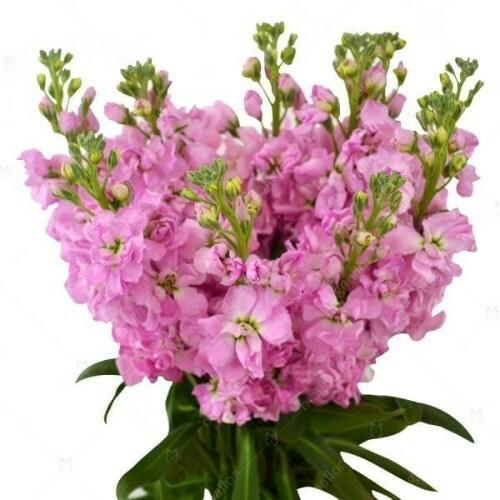 Wholesale Hot Pink Stock | bulk Hot Pink Stock | 48LongStems ...