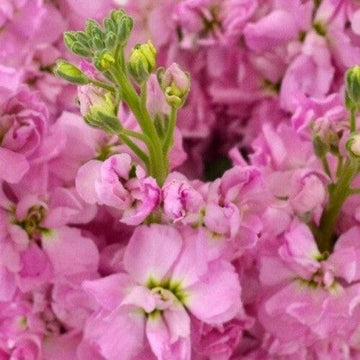 Wholesale Hot Pink Stock | bulk Hot Pink Stock | 48LongStems ...