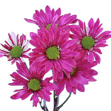 Load image into Gallery viewer, Hot Pink Tinted Daisies - Wholesale - 48LongStems.com
