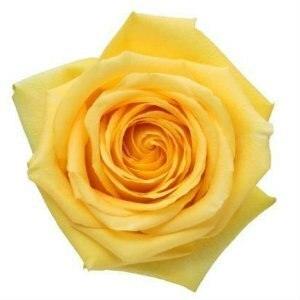 Hummer Yellow Roses Wholesale - 48LongStems.com