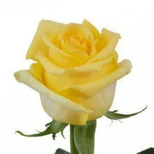 Load image into Gallery viewer, Hummer Yellow Roses Wholesale - 48LongStems.com
