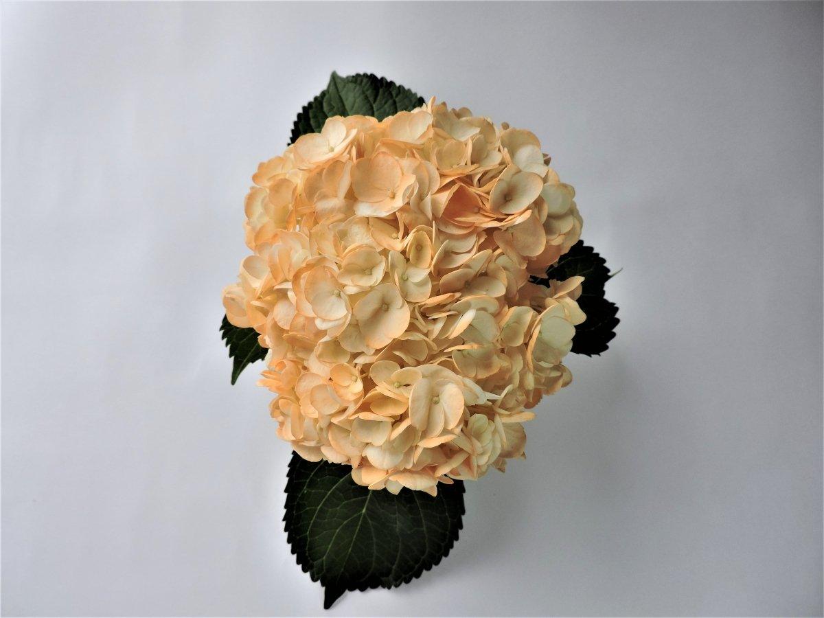 Hydrangea - Tinted (Premium) - 48LongStems.com