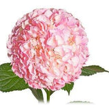 Hydrangea - Tinted (Premium) - 48LongStems.com