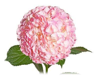 Hydrangea - Tinted (Premium) - 48LongStems.com