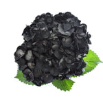 Hydrangea - Tinted (Premium) - 48LongStems.com