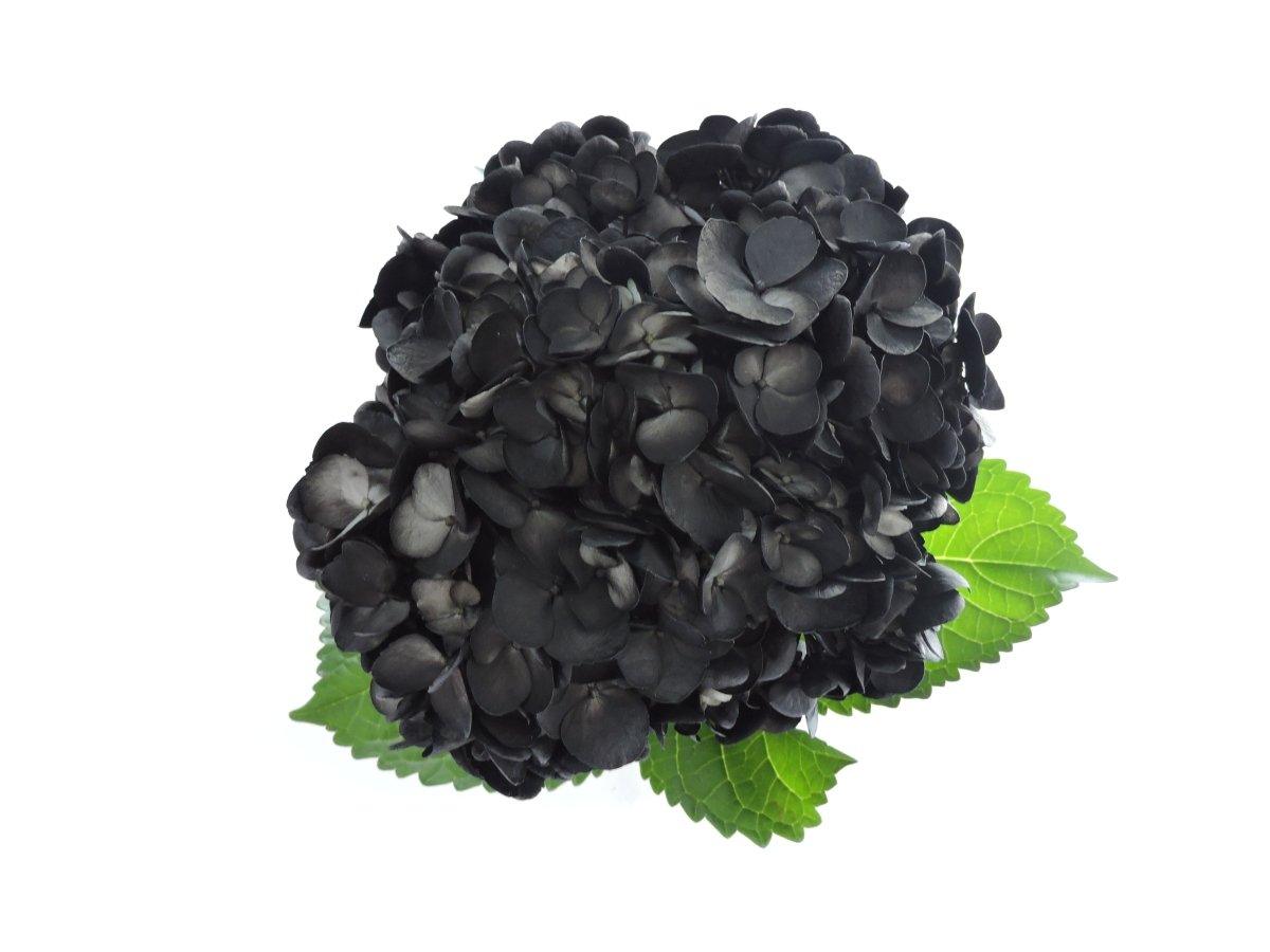 Hydrangea - Tinted (Premium) - 48LongStems.com