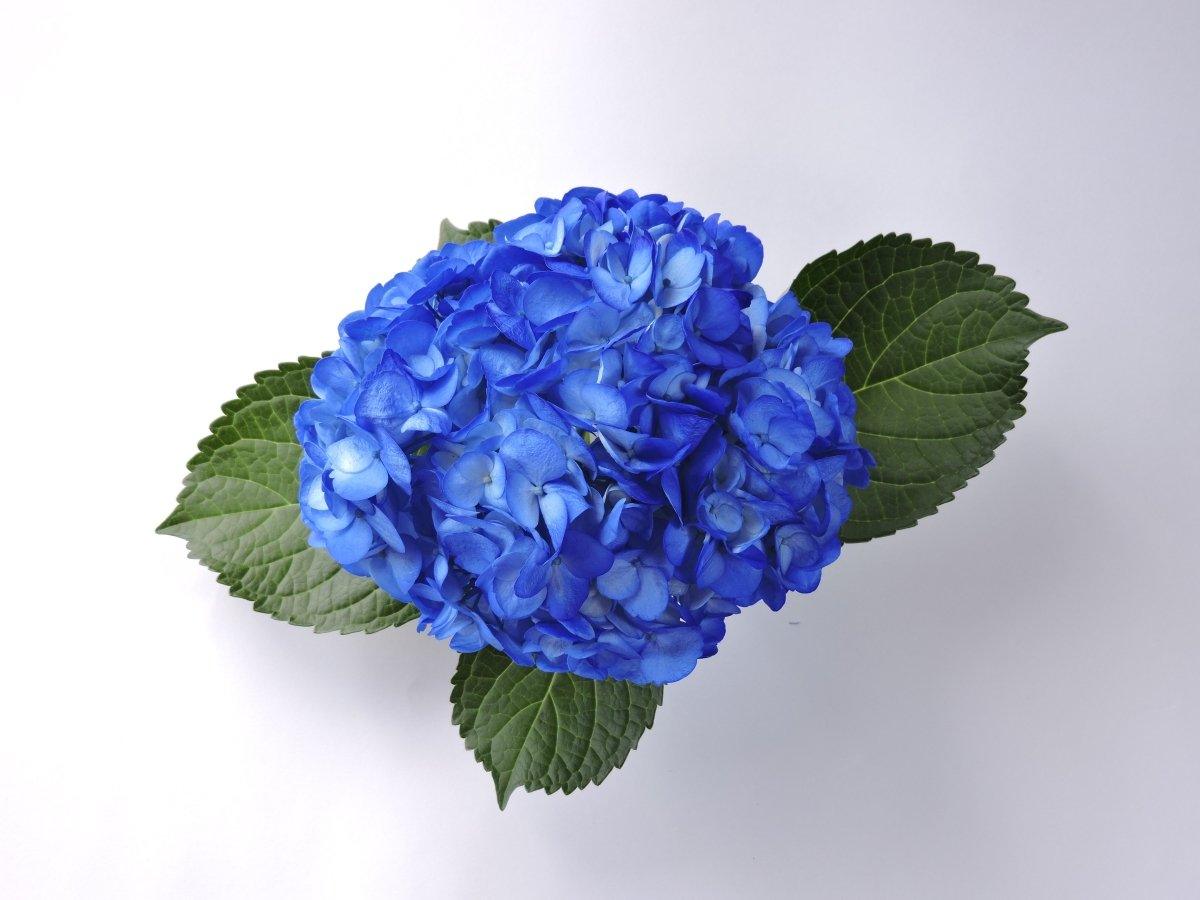 Hydrangea - Tinted (Premium) - 48LongStems.com