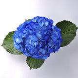 Hydrangea - Tinted (Premium) - 48LongStems.com