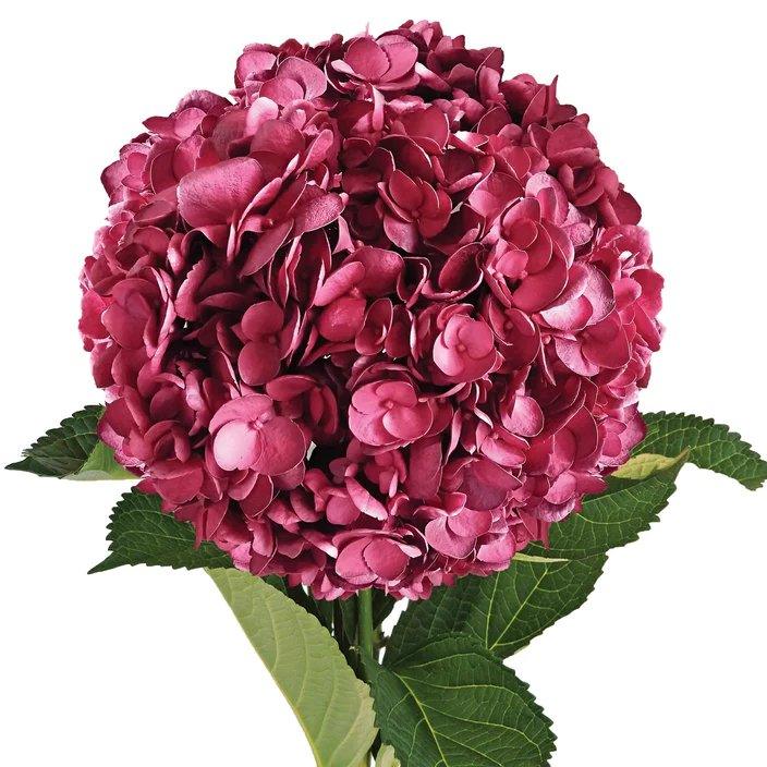 Hydrangea - Tinted (Premium) - 48LongStems.com