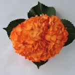 Hydrangea - Tinted (Premium) - 48LongStems.com