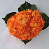 Hydrangea - Tinted (Premium) - 48LongStems.com