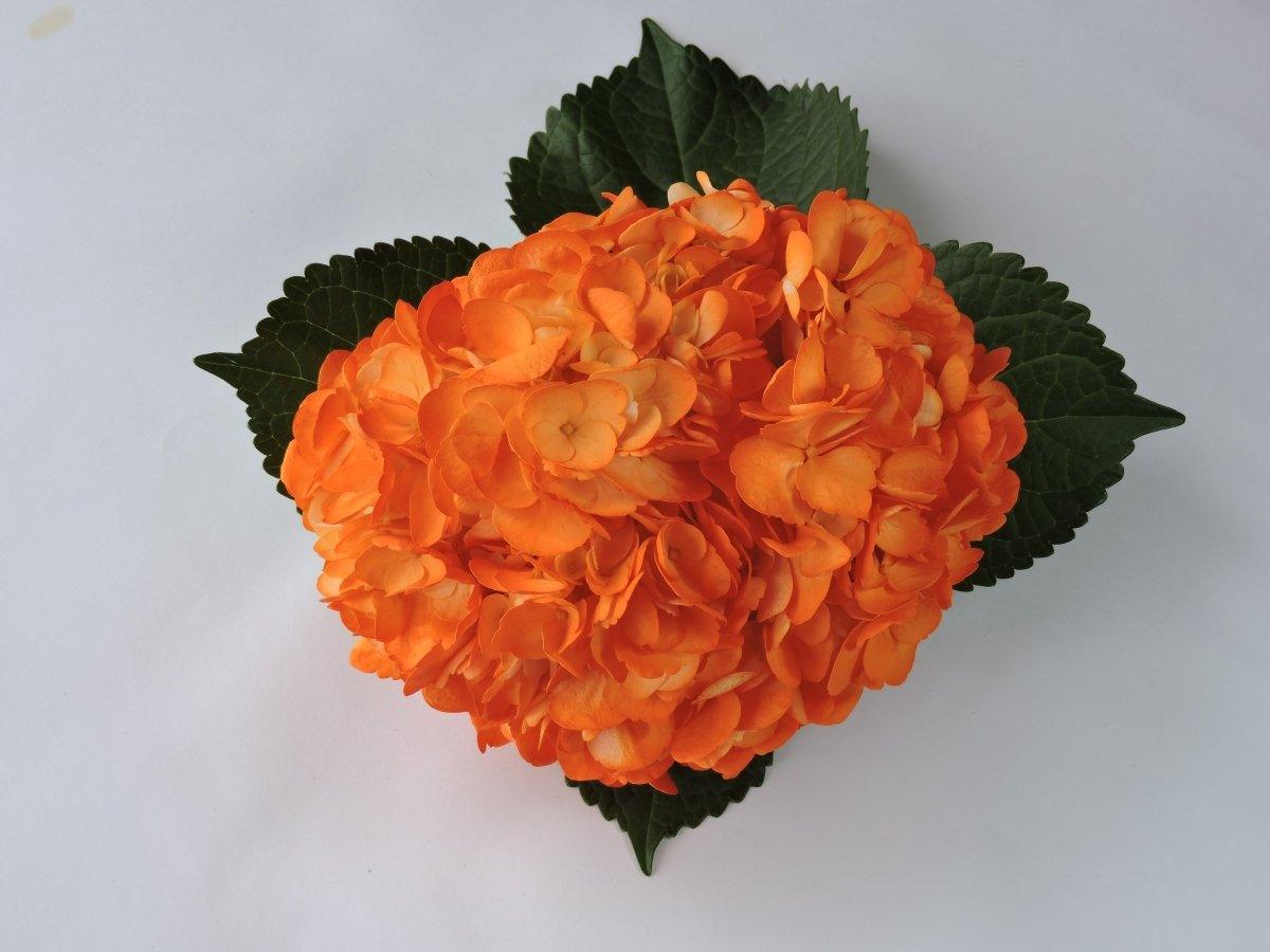 Hydrangea - Tinted (Premium) - 48LongStems.com