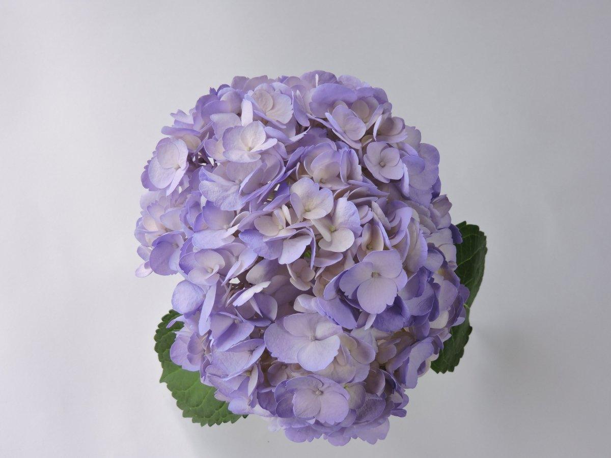 Hydrangea - Tinted (Premium) - 48LongStems.com