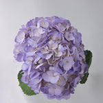Hydrangea - Tinted (Premium) - 48LongStems.com