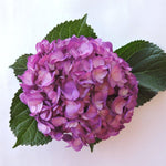 Hydrangea - Tinted (Premium) - 48LongStems.com