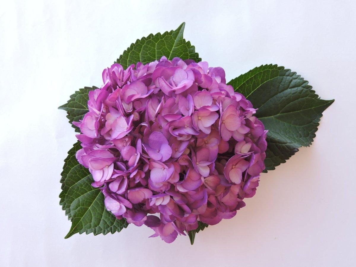 Hydrangea - Tinted (Premium) - 48LongStems.com