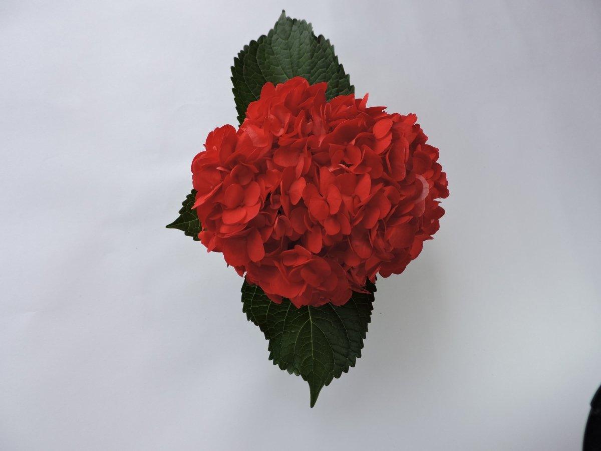 Hydrangea - Tinted (Premium) - 48LongStems.com