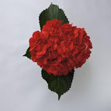 Hydrangea - Tinted (Premium) - 48LongStems.com