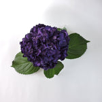 Hydrangea - Tinted (Premium) - 48LongStems.com