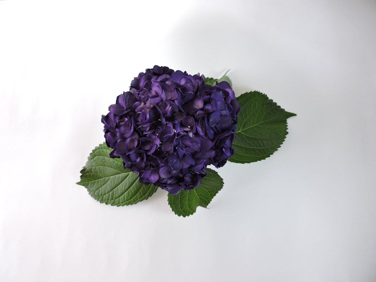 Hydrangea - Tinted (Premium) - 48LongStems.com