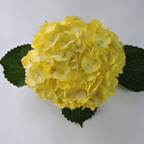 Hydrangea - Tinted (Premium) - 48LongStems.com