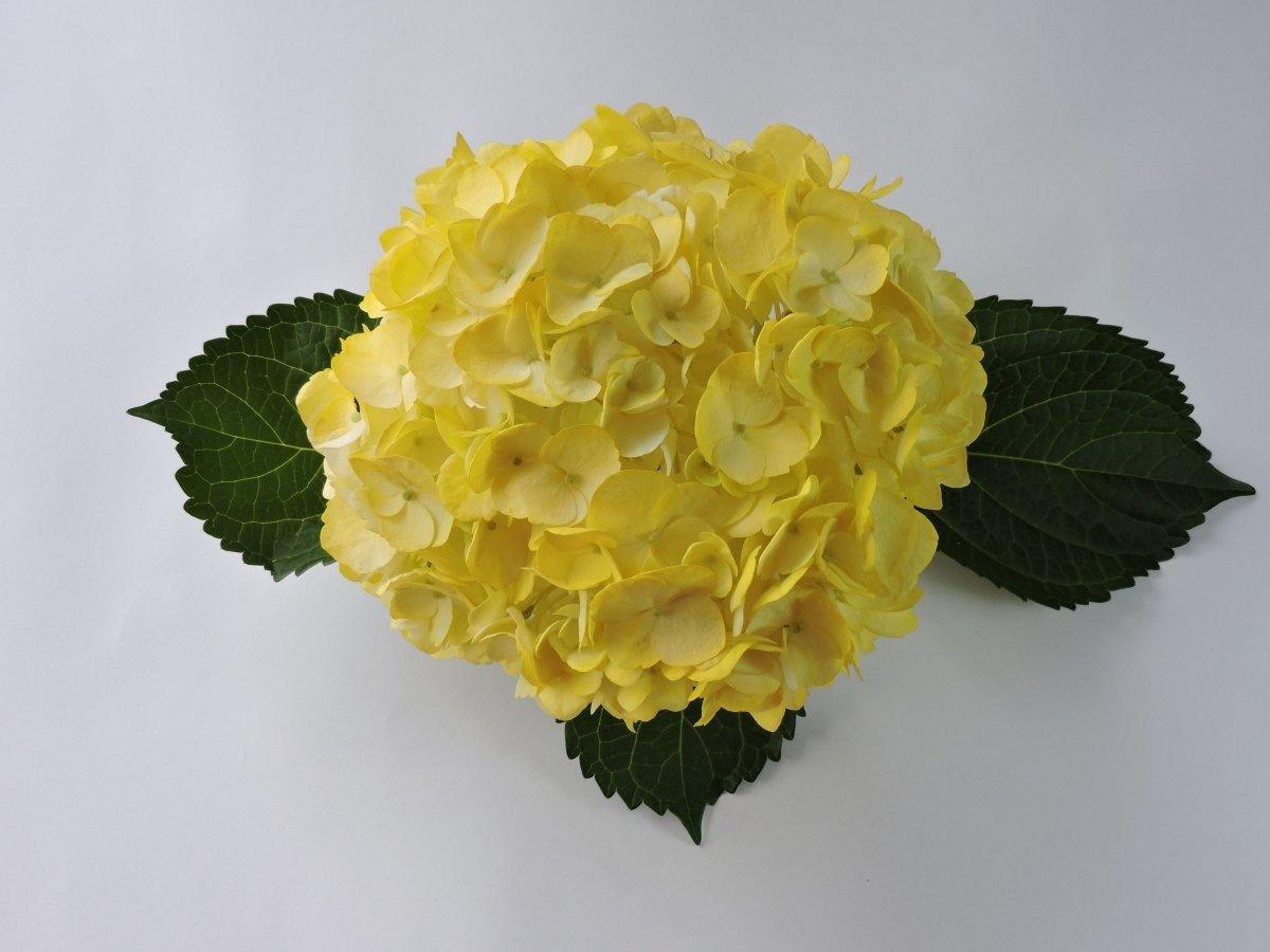 Hydrangea - Tinted (Premium) - 48LongStems.com
