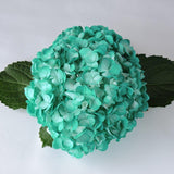 Hydrangea - Tinted (Premium) - 48LongStems.com