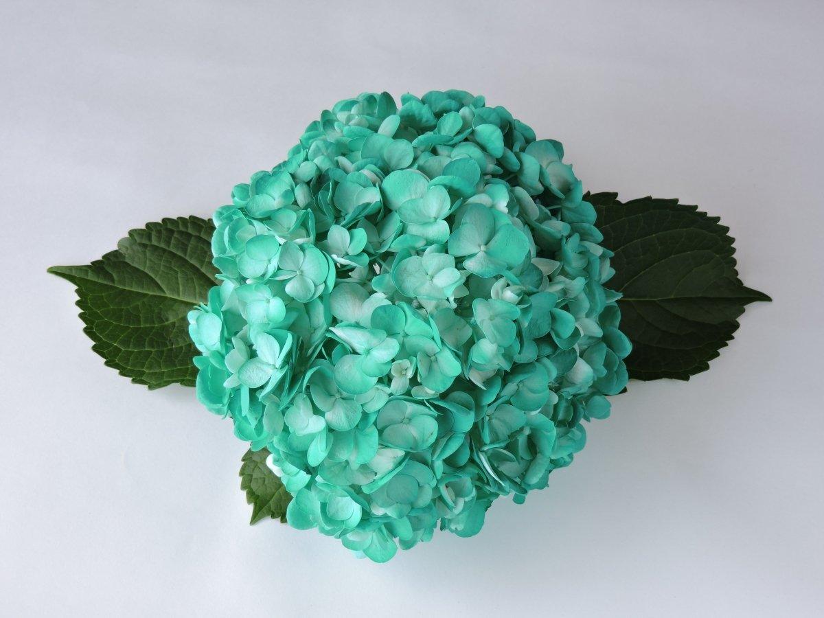 Hydrangea - Tinted (Premium) - 48LongStems.com