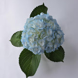 Hydrangea - Tinted (Premium) - 48LongStems.com