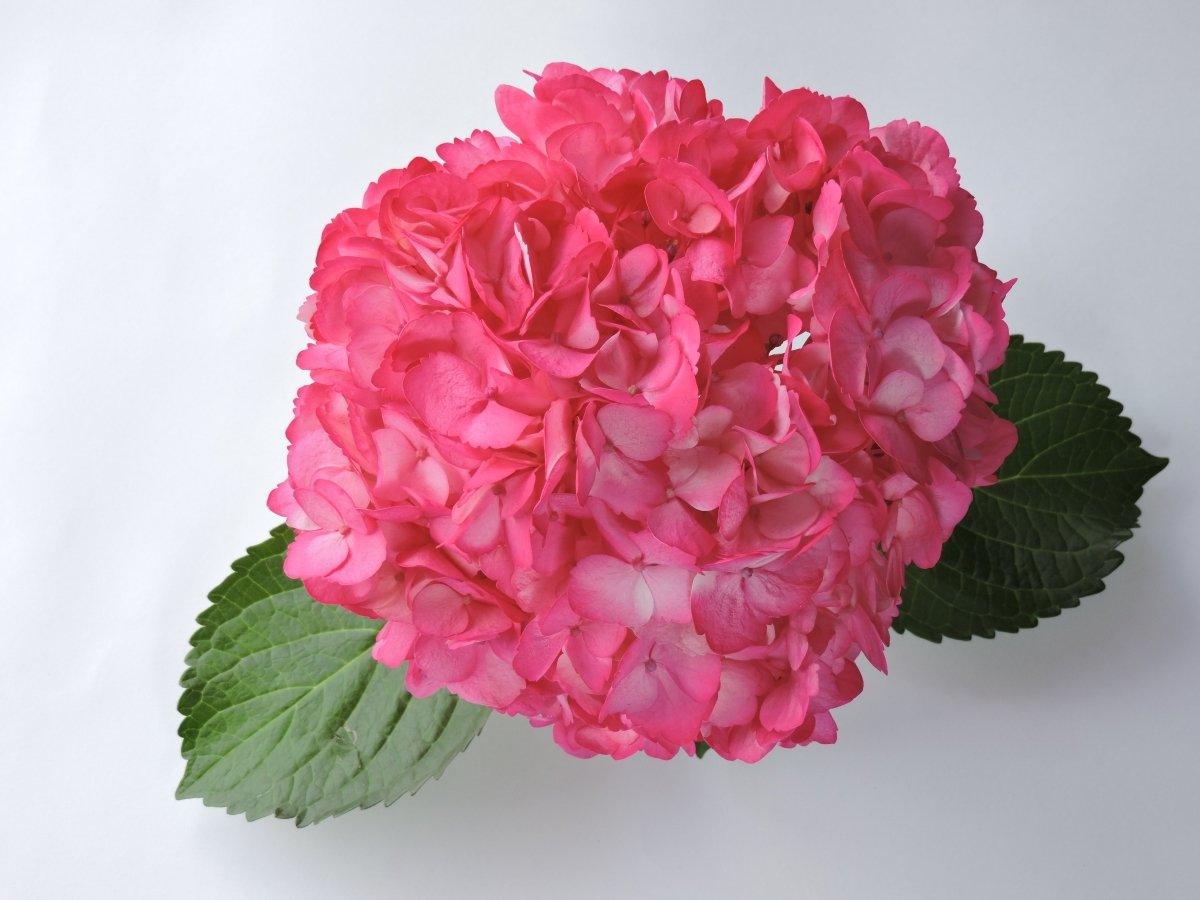 Hydrangea - Tinted (Premium) - 48LongStems.com