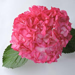 Hydrangea - Tinted (Premium) - 48LongStems.com
