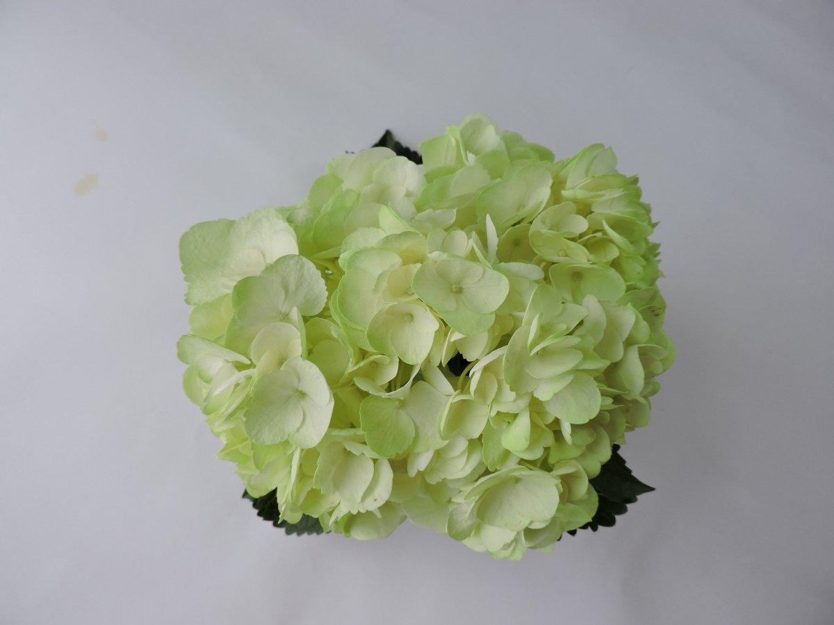 Hydrangea - Tinted (Premium) - 48LongStems.com