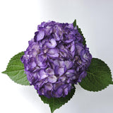 Hydrangea - Tinted (Premium) - 48LongStems.com