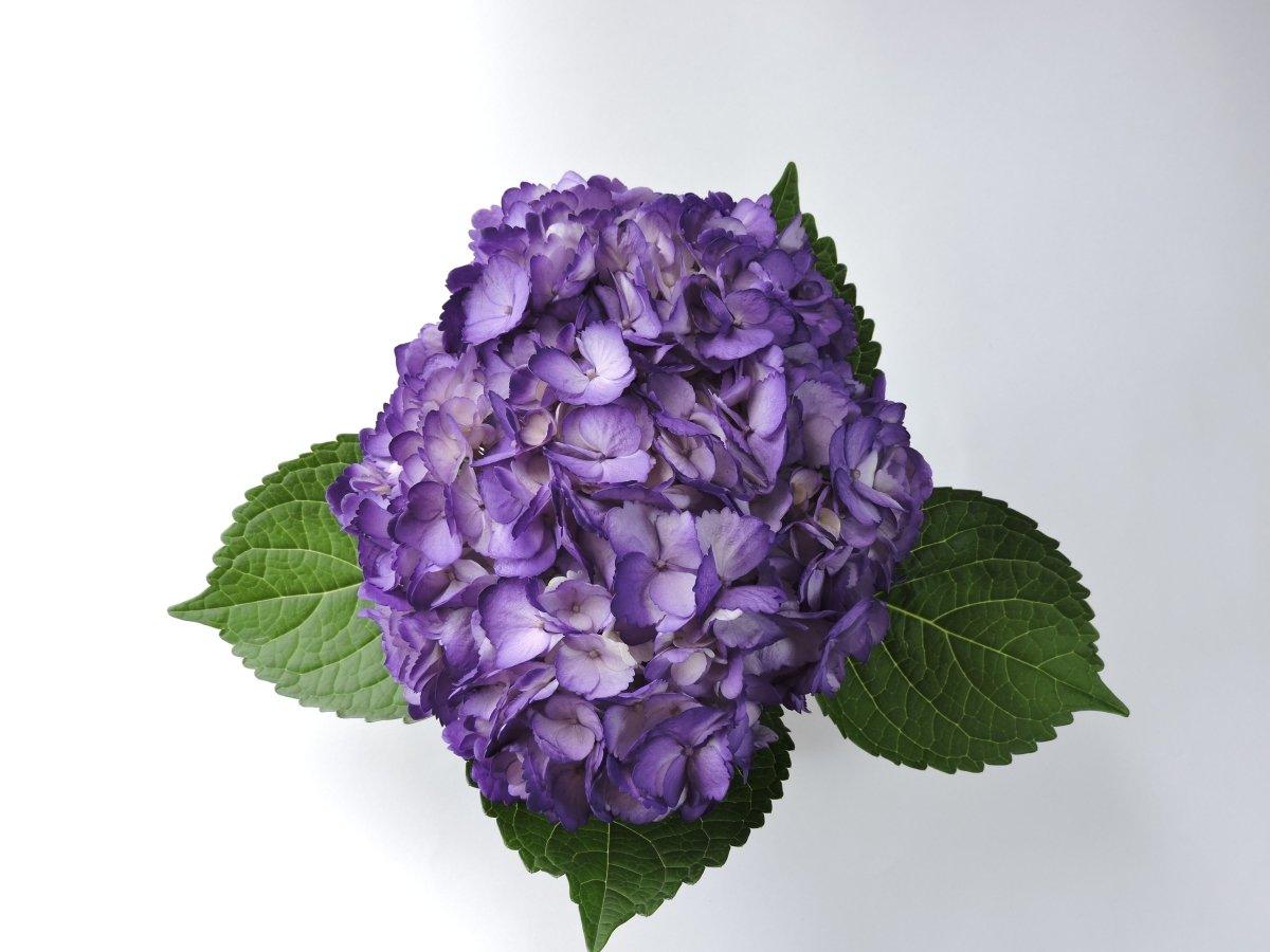 Hydrangea - Tinted (Premium) - 48LongStems.com