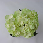 Hydrangea - Tinted (Premium) - 48LongStems.com