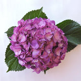 Hydrangea - Tinted (Premium) - 48LongStems.com