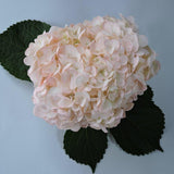 Hydrangea - Tinted (Premium) - 48LongStems.com